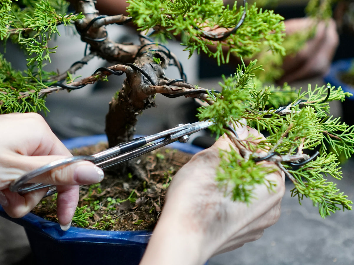 盆栽ワークショップ・Bonsai workshop